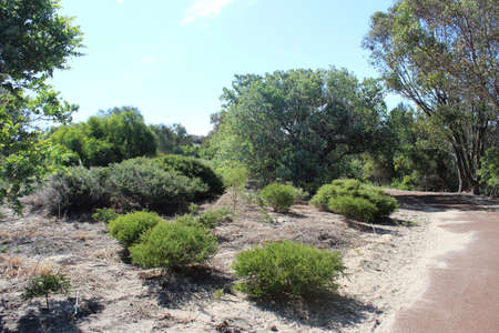View from cycleway through Australian  nature reserve の写真素材