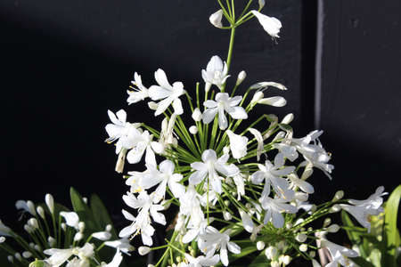 White agapanthus lily of the Nile flowerの写真素材