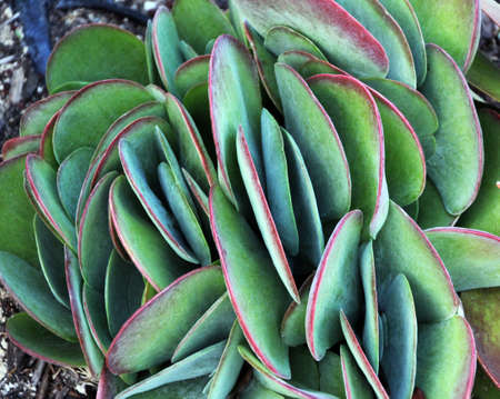 Leaves of flapjack cactus plantの写真素材