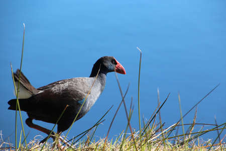 Purple swamp hen by edge of a blue lakeの写真素材