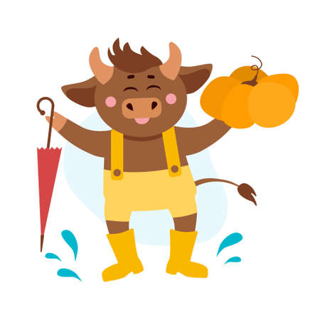 Vector illustration of cow, ox or bull in overall and yellow boots with umbrella and pumpkin around rain or puddle drops. Year of bull 2021 concept. Autumn or fall, season harvestのイラスト素材