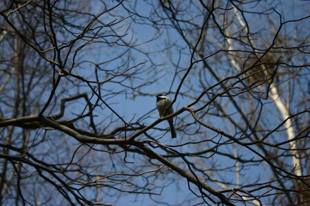 A black-capped chickadee perched among the branches of bare trees in early spring.の写真素材
