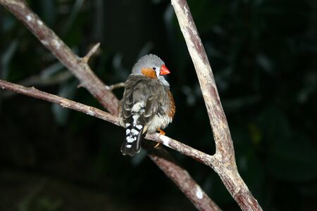 A zebra finch, a bird native to Australia.