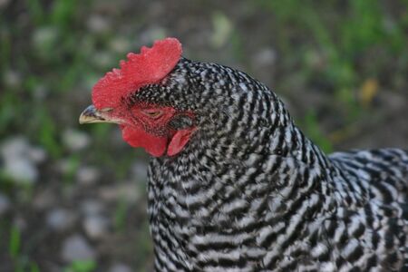 A rooster with black and white patterned feathers.の写真素材
