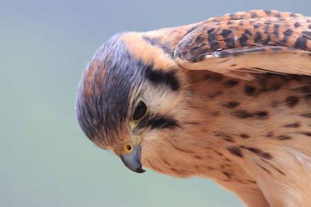 Closeup shoot of a head of female American kestrelの写真素材