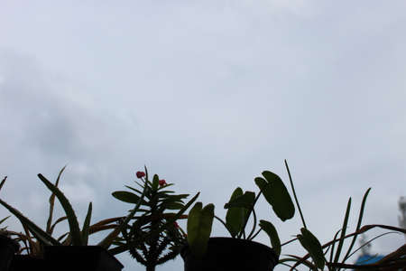 Plants