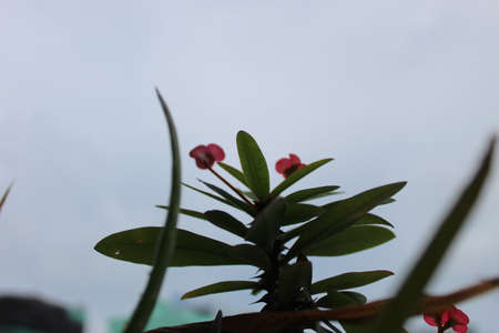 plant