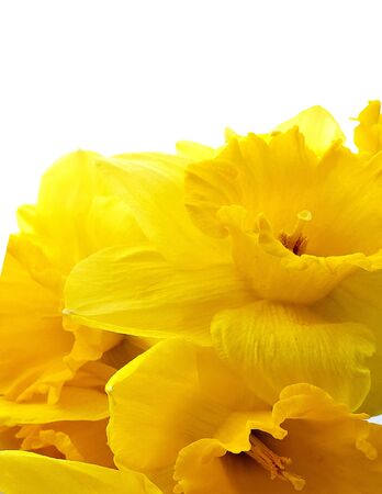 Macro photo of bouqut of yellow daffodil isated on white background.の写真素材