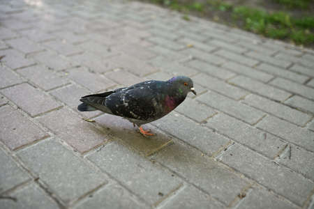 Blurry photo of grey pigeons walk on paving slabs or sidewalk in the city. Birds on the city streets. Pigeons in urban environment.の写真素材