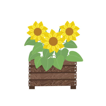 Bouquet of sunflowers in wooden box, autumn flowers. Illustration in flat style, isolatedのイラスト素材