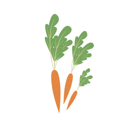 Bunch of carrots, autumn harvest of vegetables. Vector object in flat styleのイラスト素材