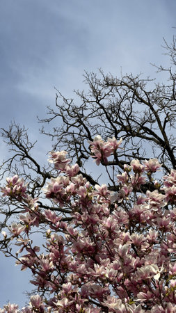 Blooming Magnolia Tree Against a Clear Blue Sky in Spring