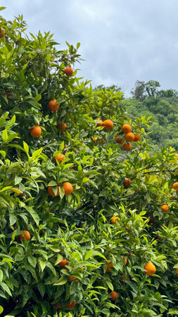 Orange tree with ripe fruit in lush green foliage under cloudy sky