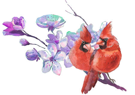 Watercolor Cardinal birds and cherry blossom flower. Realistic sketch drawing. watercolor illustration.の写真素材