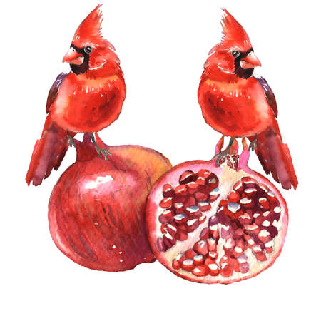 Ripe red pomegranate and Cardinal birds isolated on white. Whole, slices and skinned. Illustration for cooking, cosmetics, Herbal medicine, health care, ointments, perfumeryの写真素材