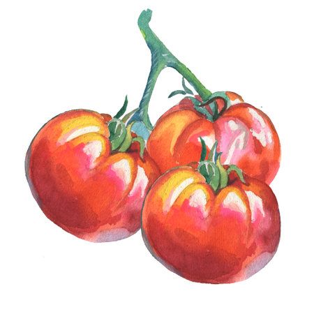 watercolor illustration. fresh red tomatoes. Vegetables. Manual composition. Design for textile, wallpapers, Element for design, Greeting card.の写真素材