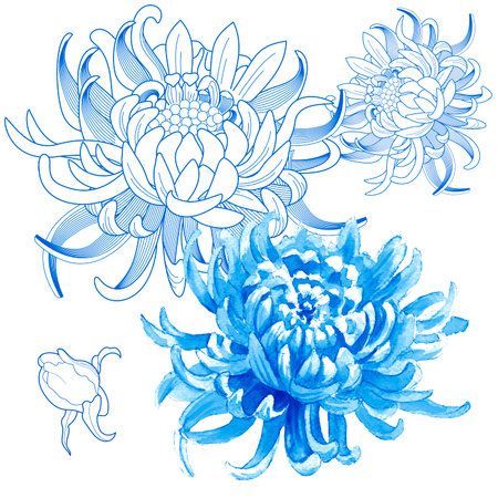 Blue chrysanthemum flowers on a white background. Vector illustration.のイラスト素材