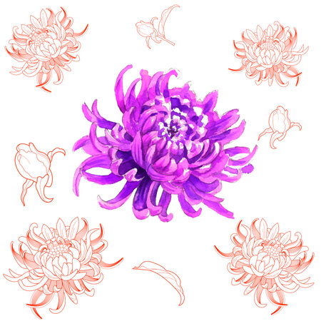 Set of hand drawn chrysanthemums. Vector illustration.のイラスト素材