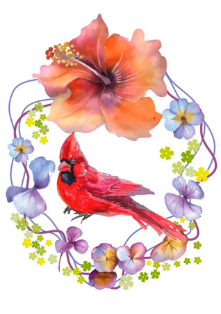 Watercolor illustration of a red cardinal bird on a floral wreathのイラスト素材