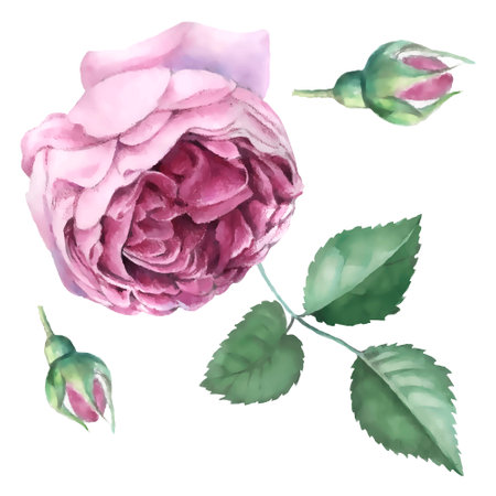 Watercolor pink rose with green leaves isolated on white background. Hand drawn illustrationのイラスト素材