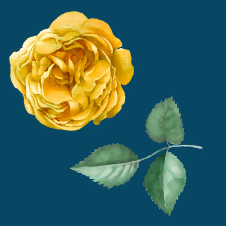 Watercolor illustration of yellow rose with green leaves on blue background.のイラスト素材