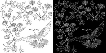 Coloring book for adults and older children. Coloring page with black and white image of Hummingbird and flowers.のイラスト素材