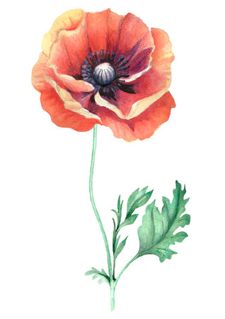 Draw a poppy with colored pencils. Hand drawn floral illustration.の写真素材