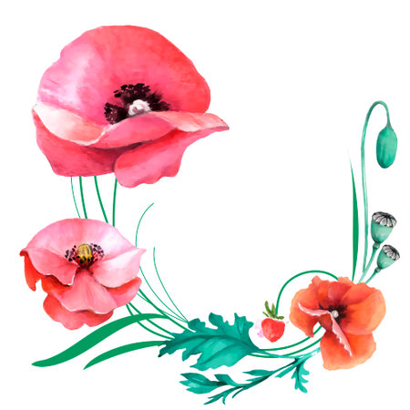 Watercolor poppies on white background. Hand drawn illustration.のイラスト素材