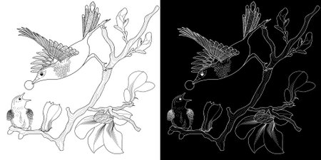 Coloring book for adults and older children. Black and white image of magnolia branch with flowers and birds.のイラスト素材