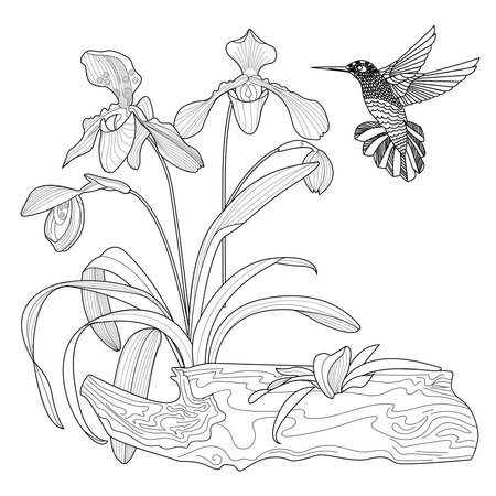 Coloring book for adults and older children. Coloring page with orchids and hummingbird.のイラスト素材