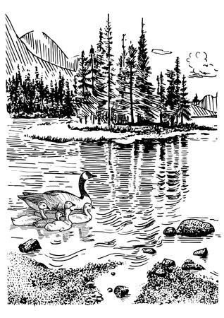 An image of a goose swimming in a lake, vintage line drawing or engraving illustration.のイラスト素材