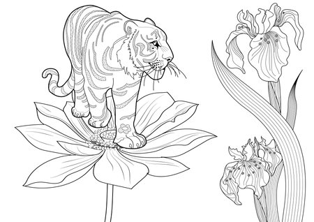 Tiger and iris flower. Black and white illustration for coloring book.のイラスト素材