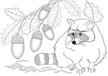 Raccoon on oak branch with acorns. Black and white vector illustration for coloring book.のイラスト素材