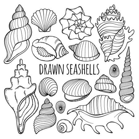 A set of hand drawn seashells.のイラスト素材