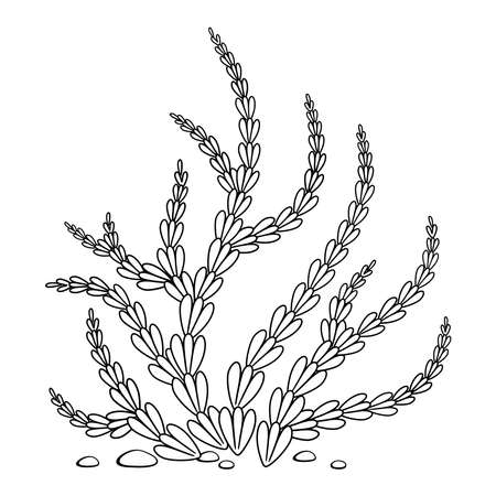 Black and white isolated seaweed-1のイラスト素材
