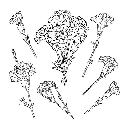Set of hand drawn sketch cloves. Unique vector outline doodle illustration. Black flowers and bouquet isolated on white background. Perfect for coloring pages, tatoo, background, wrapping paperのイラスト素材