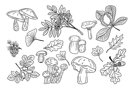 Big set of hand drawn doodle autumn leaves and mushrooms. Black sketch elements on white background. Different types of fungus and forest leaves and berries. Good for coloring pages, stickers, tatoo.のイラスト素材