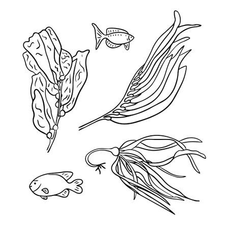 Outline hand drawn sketchy drawings of seaweeds and fish. Black sketchy outline plants on white background. Ideal for coloring pages, tattoo, patternのイラスト素材