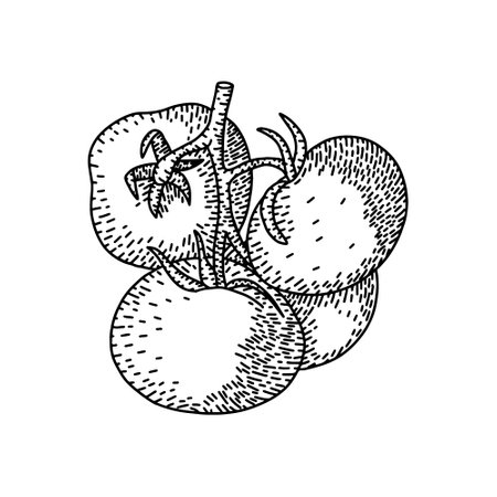 Vintage engraves drawing of branches of tomatoes. Food engraves style illustration. Detailed hand drawn contour vegetarian sketch. Great for label, poster, print, menuのイラスト素材