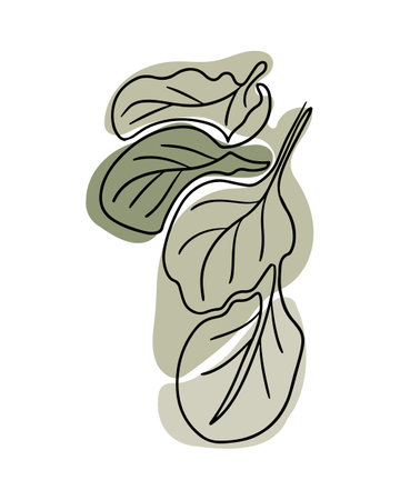 Sketchy drawing of spinach leaves in boho style. Botanical single line vintage drawing of vegetable. Contour line outline composition isolated on white background.のイラスト素材