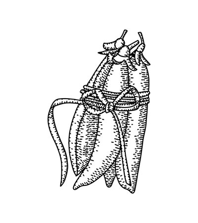 Retro drawing with engraved bunch of green peas. Healthy organic food concept. Detailed hand drawn contour vegetarian sketch. Great for label, poster, print, menuのイラスト素材