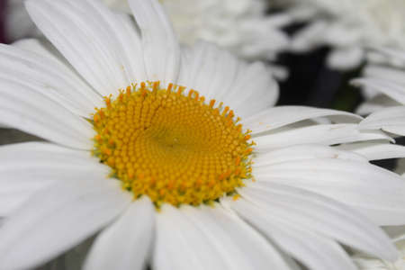 Bright white and yellow Daisy. Beautiful photo of a chamomile flowerの写真素材