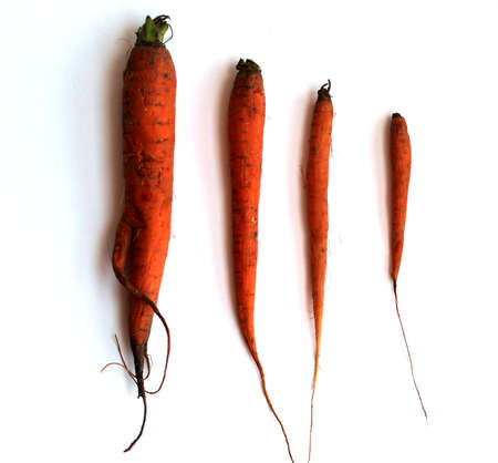 Beautiful minimalistic photo. Four carrots are placed in a row one after the other. Farmer's seasonal cropの写真素材