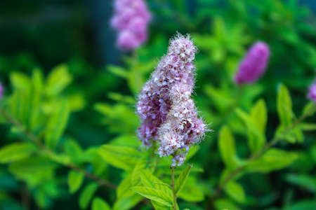 beautiful pink spirea flower, garden summer flowers
