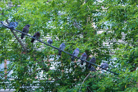 Gray pigeons sit in a row on wires, against a background of green foliageの写真素材