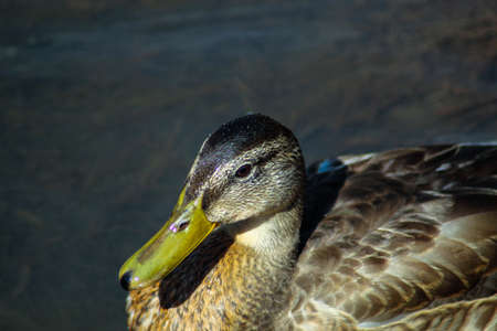 Beautiful wild duck swimming in the lake on the street, duck in the waterの写真素材