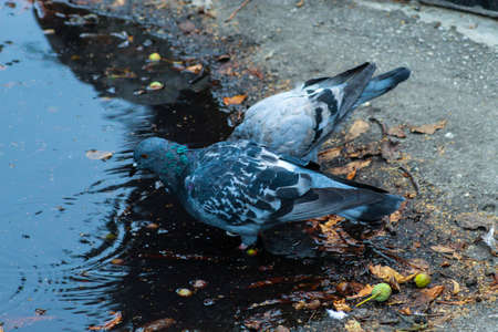 Beautiful pigeons drink water from a puddle, autumn landscape