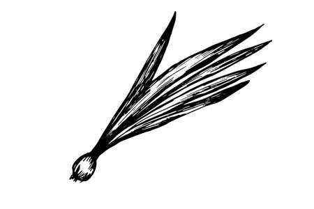 Single hand drawn onion for greeting cards, posters, recipes, culinary design. Isolated on a white background. A drawn vector element. Black and white graphicsのイラスト素材