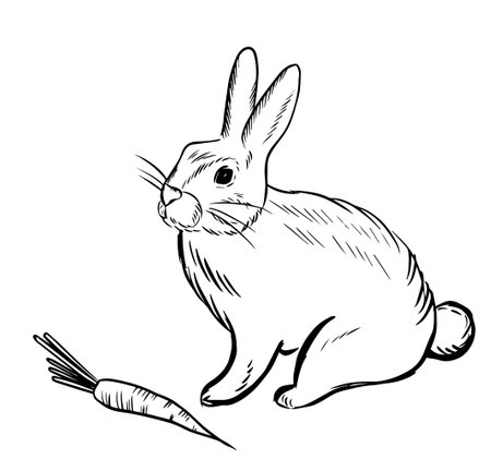 hare with carrots, doodle style sketch illustration hand drawn vector, hare vector sketch illustrationのイラスト素材