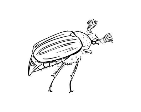 May bug hand-drawn in the style of black and white graphicsのイラスト素材